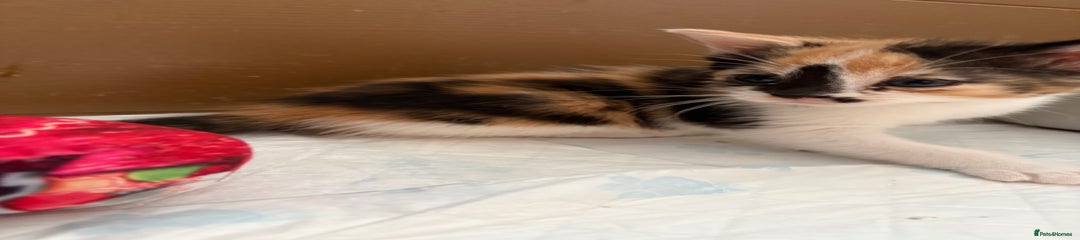 Calico (brown collar)