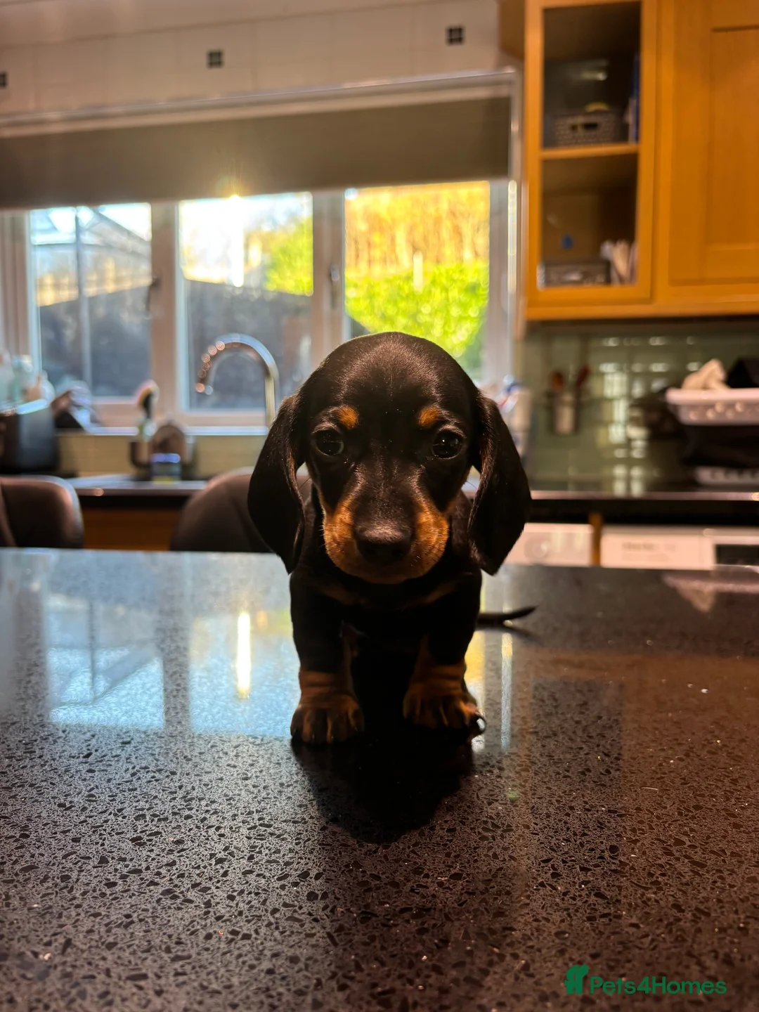 Miniature Dachshund dogs for sale: Miniature dachshunds ready for new homes 🤍 - Advert 8