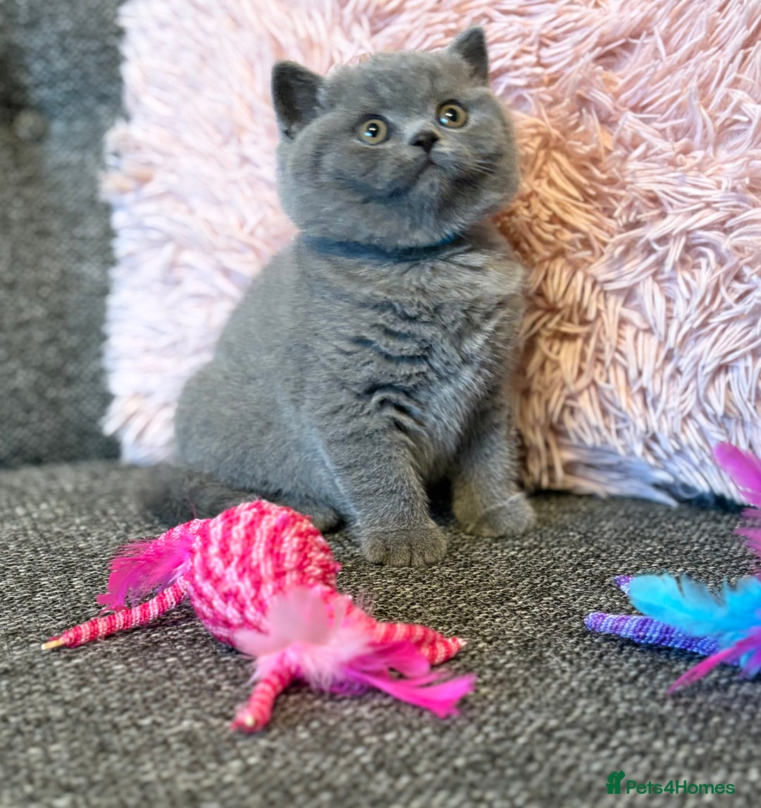 British Shorthair cats for sale: British Shorthair Male Kitten (GCCF) - Advert 18
