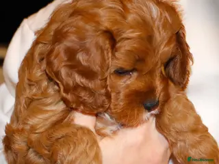 Cavapoo dogs Welcome to Cotswold Cavapoos - Advert 4