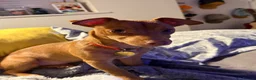 Jack Russell dogs for stud: 🐾 Miniature Jack Russell Male – Stud Available 🐾 - Advert 21