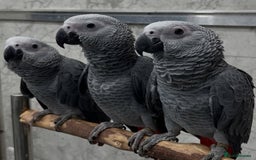 Parrots birds for sale: Tamed African Grey Parrots Available For Sale - Image 14