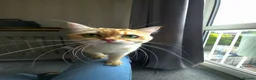 British Shorthair cats for sale: Golden British Shorthair Active - Advert 5
