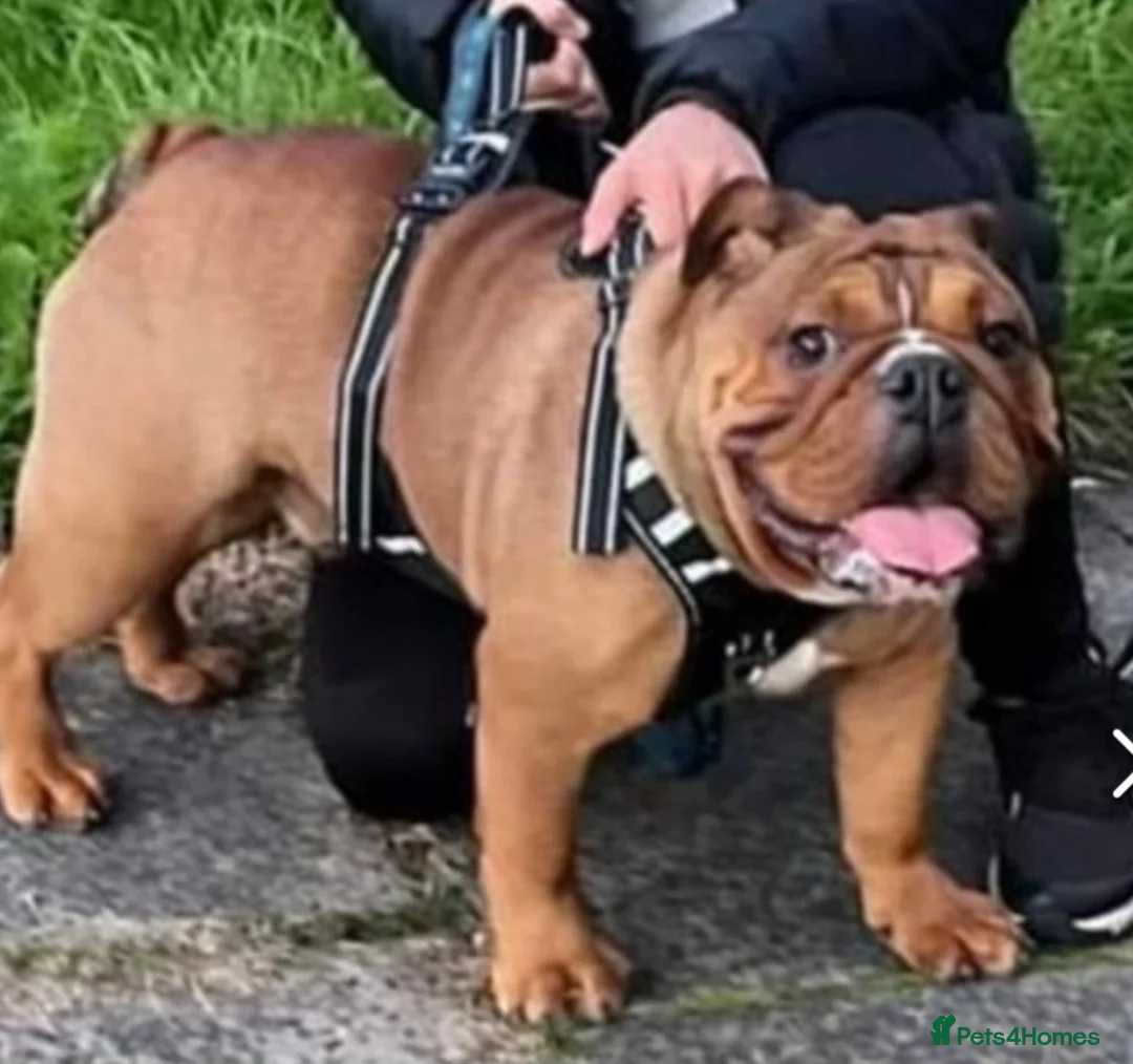 English Bulldog dogs for stud: Kc registered Choc sable EBD STUD ONLY in Bradford - Advert 12