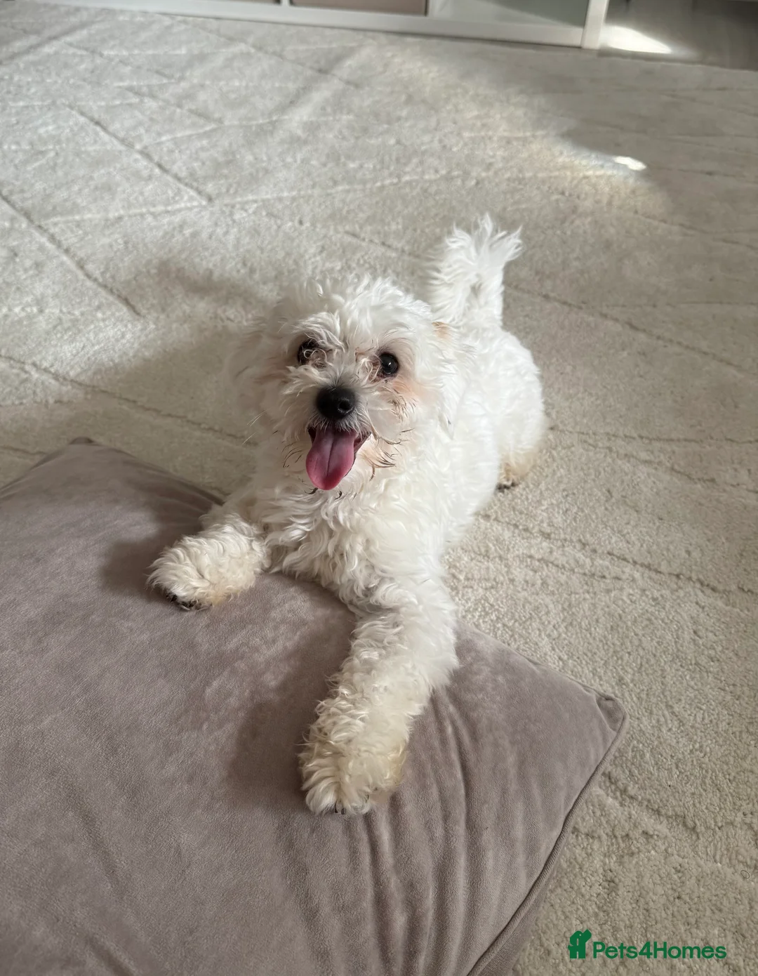 Mixed Breed dogs for sale: Male bichon maltese  in Carterton - Advert 2