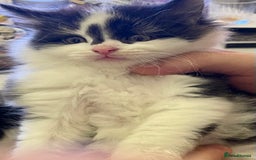 Turkish Angora cats for sale: Turkish angora kitten  - Image 12