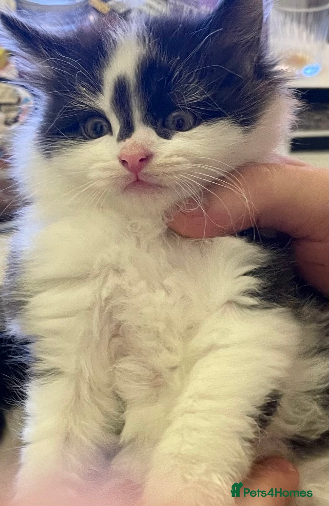 Turkish Angora cats for sale: Turkish angora kitten  - Image 12