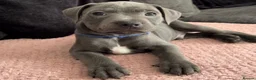 Staffordshire Bull Terrier dogs for sale: Blue Staffordshire bull terrier puppies in Luton - Advert 5