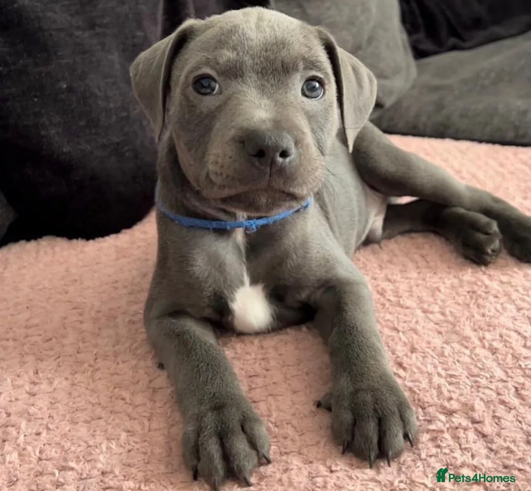 Staffordshire Bull Terrier dogs for sale: Blue Staffordshire bull terrier puppies in Luton - Advert 5