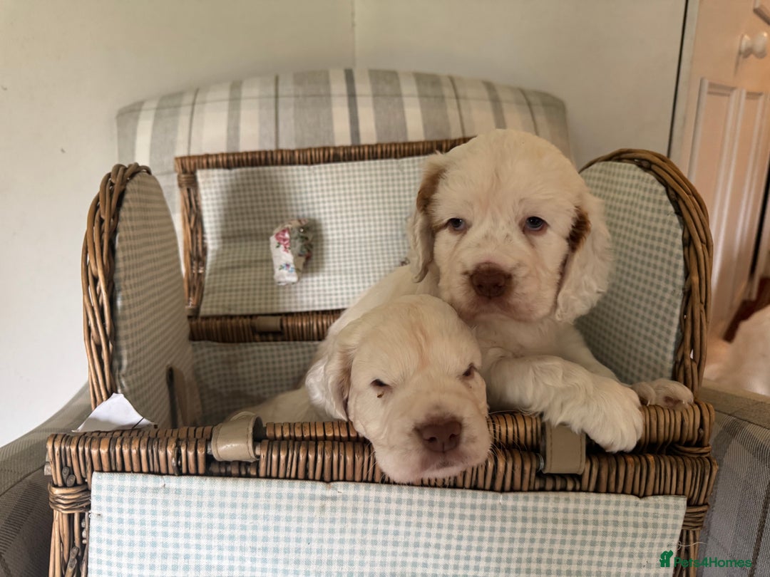 Clumber Spaniel dogs for sale: Fantastic Clumber Spaniel Puppy’s  - Image 17