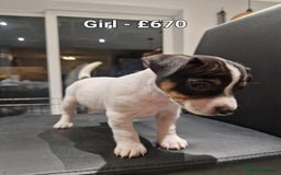 Jack Russell dogs for sale: Pure Jack russell puppies. Ultra-Rare colored.  - Advert 10