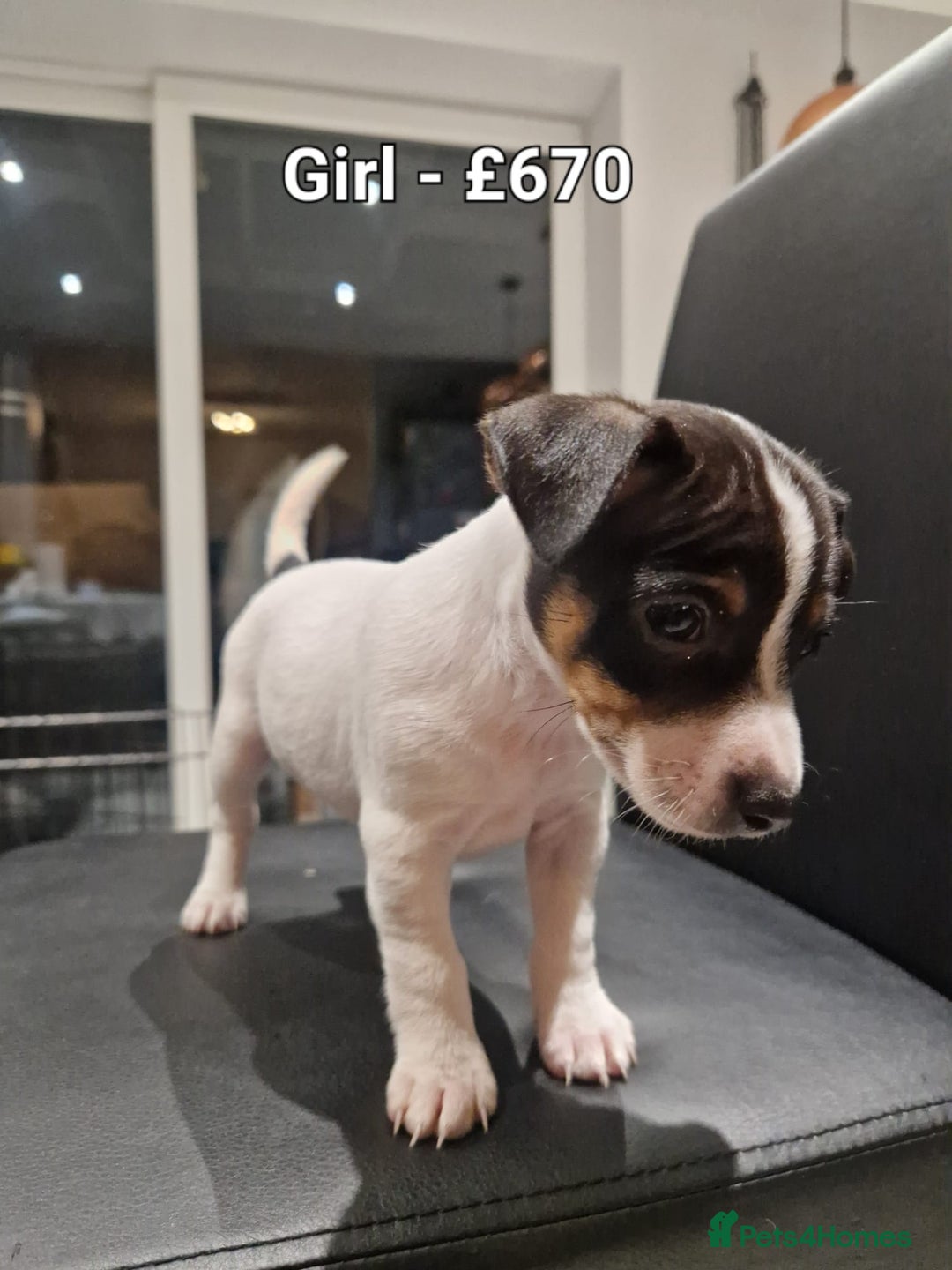 Jack Russell dogs for sale: Pure Jack russell puppies. Ultra-Rare colored.  - Advert 10
