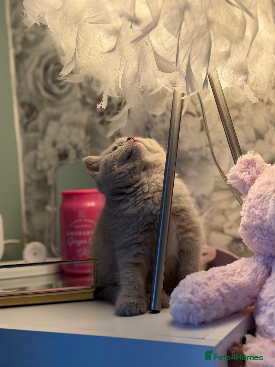 British Shorthair cats for sale: 3 Plush British shorthair kittens ❤️ - Advert 14