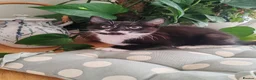 Mixed Breed cats for sale: ❤️❤️❤️ Adorable Kittens ❤️❤️❤️  - Advert 14