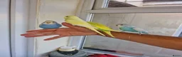 Budgerigars birds for sale: Super hand tamed baby budgies  - Advert 3