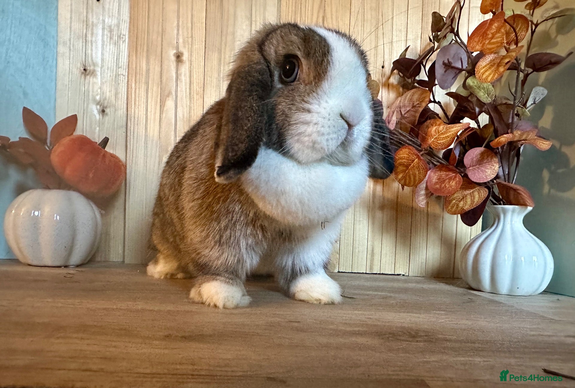 Mini Lop rabbits Beautiful 1.5 year old doe 🏠 - Advert 1