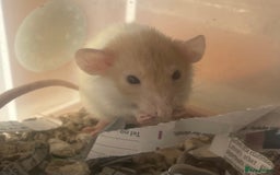 Rat rodents for sale: Baby dwarf rats  - Image 6