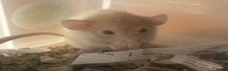 Rat rodents for sale: Baby dwarf rats  - Advert 6