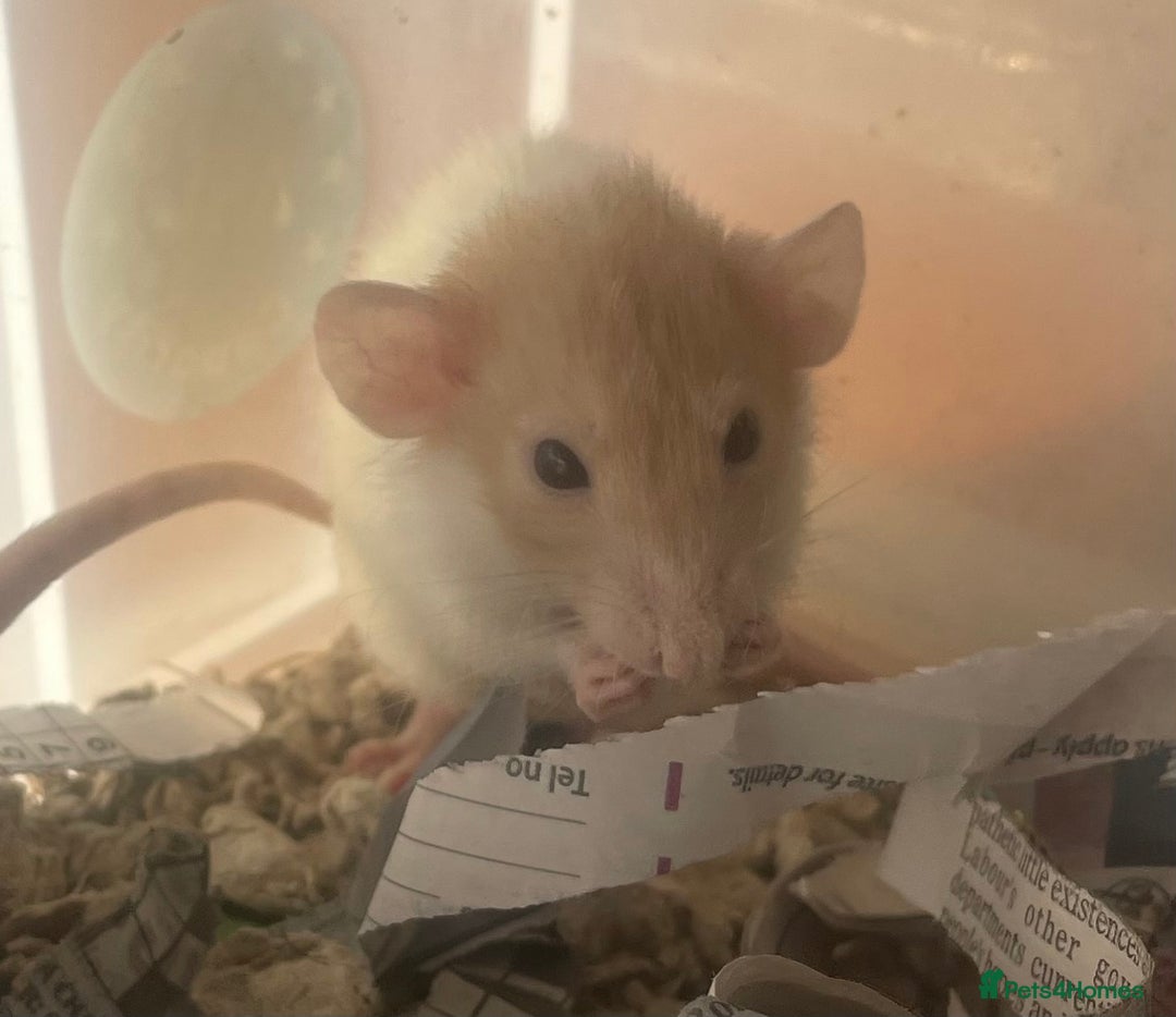 Rat rodents for sale: Baby dwarf rats  - Image 6