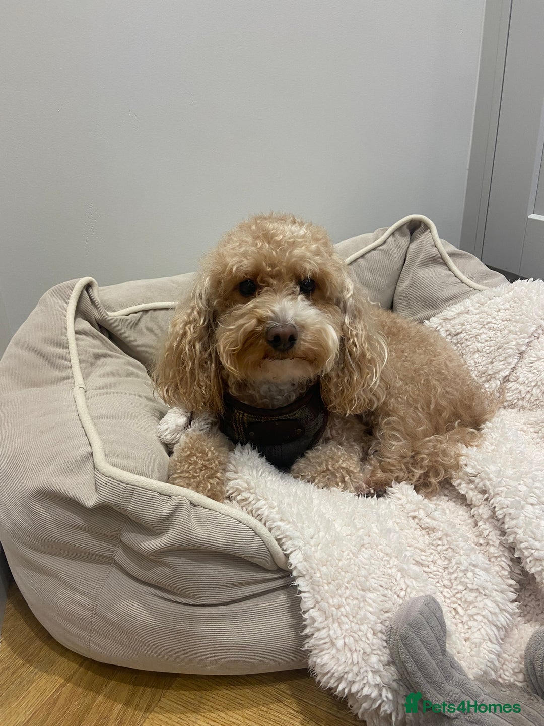 Cockapoo dogs for sale: 3 year old Cockapoo for sale - Advert 1