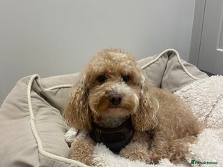 Cockapoo dogs 3 year old Cockapoo for sale - Advert 10