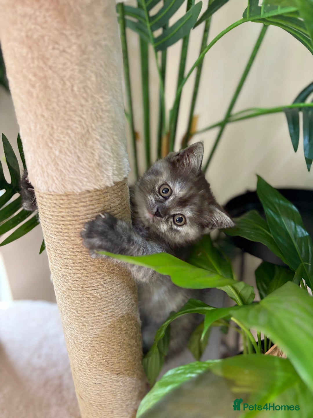 Persian cats for sale:  3 females, 500 each. msg me for your pick! - Image 2