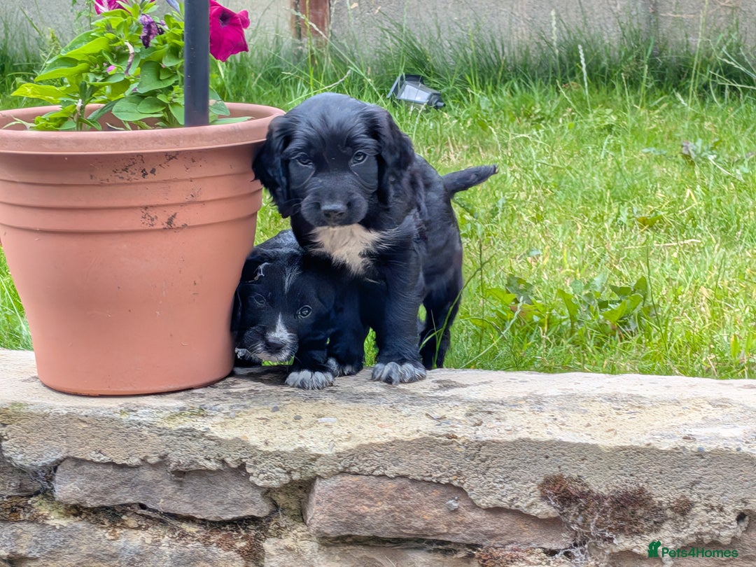 Cocker Spaniel dogs for sale: Beautiful cocker spaniel puppies  - Image 8