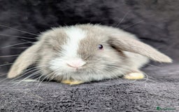 Mini Lop rabbits for sale: ❤️🐰Mini lop bunnies🐰❤️ - Image 9