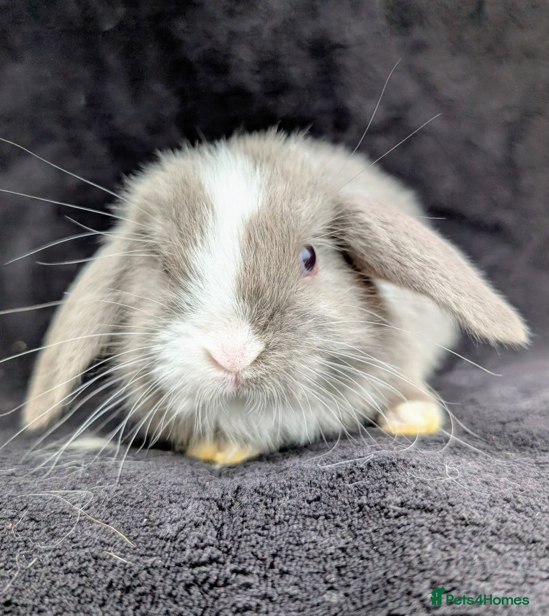 Mini Lop rabbits for sale: ❤️🐰Mini lop bunnies🐰❤️ - Image 9