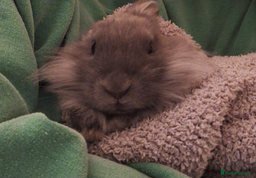 Mixed Breed rabbits for sale: Netherland dwarf and swiss fox mix breed bunny - Advert 3