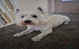 West Highland Terrier dogs for stud: Fifi West Highland Terrier for Stud Skelmersdale  - Image 2