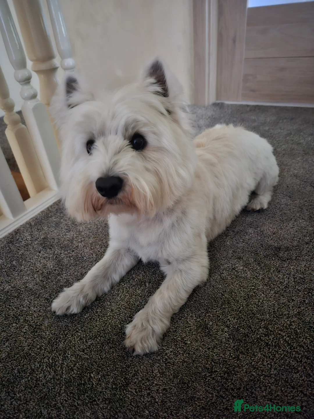 West Highland Terrier dogs for stud: Fifi West Highland Terrier for Stud Skelmersdale  - Advert 2