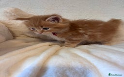 Maine Coon cats for sale: Maine coon kitten  - Image 25