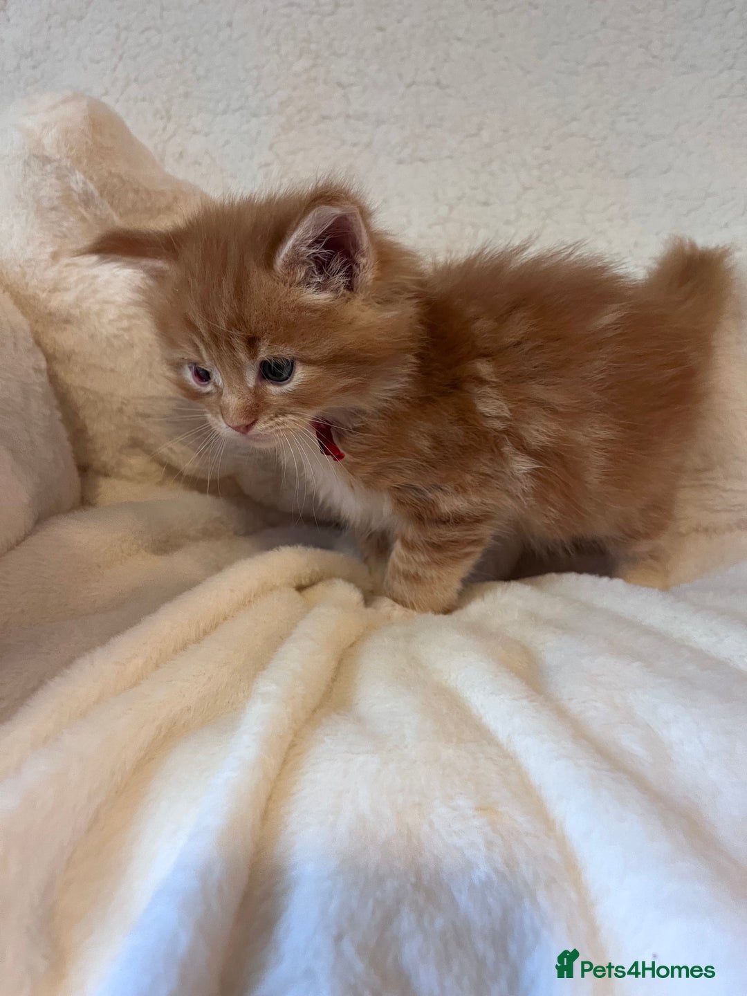 Maine Coon cats for sale: Maine coon kitten  - Image 25