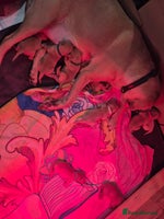 Labrador Retriever dogs Labrador Retriever Puppies KC Registered - Advert 1