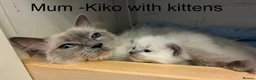 Ragdoll cats for sale: Beautiful GCCF Pedigree Ragdoll Kittens - Advert 12