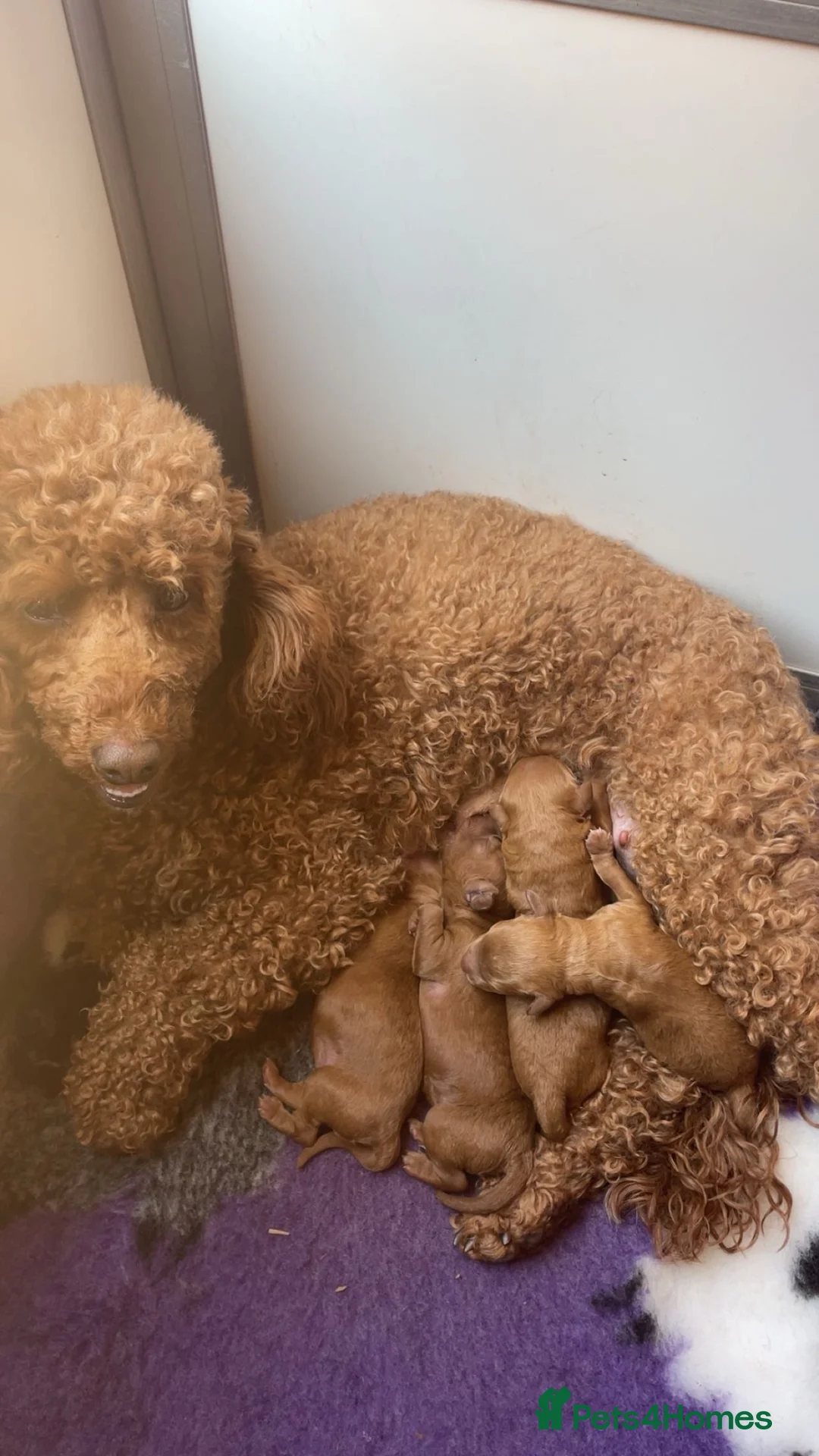 Miniature Poodle dogs for sale: KC Registered Deep Red Miniature Poodle Puppies - Advert 2