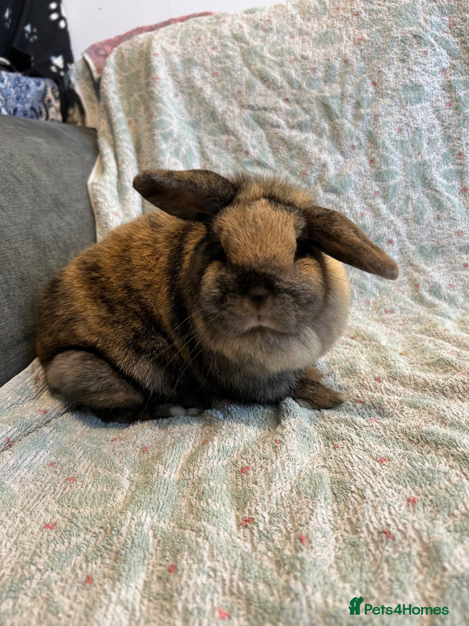 Mini Lop rabbits 🐰Beautiful Mini Lop Rabbit - Read Description🐰 - Advert 17