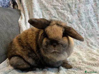 Mini Lop rabbits 🐰Beautiful Mini Lop Rabbit - Read Description🐰 - Advert 17