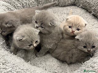 British Shorthair cats BSH kittens for sale from pedigree parents - Advert 3