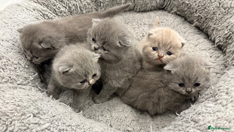 British Shorthair cats BSH kittens for sale from pedigree parents - Advert 1