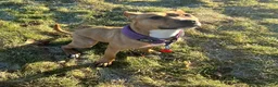 Mixed Breed dogs for sale: Bully breed puppies - Advert 5