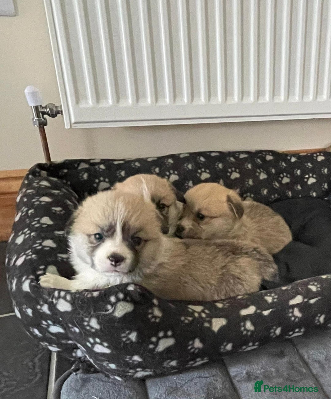 Welsh Corgi Pembroke dogs for sale: KC Registered Pembrokeshire Corgi Puppies - Advert 11