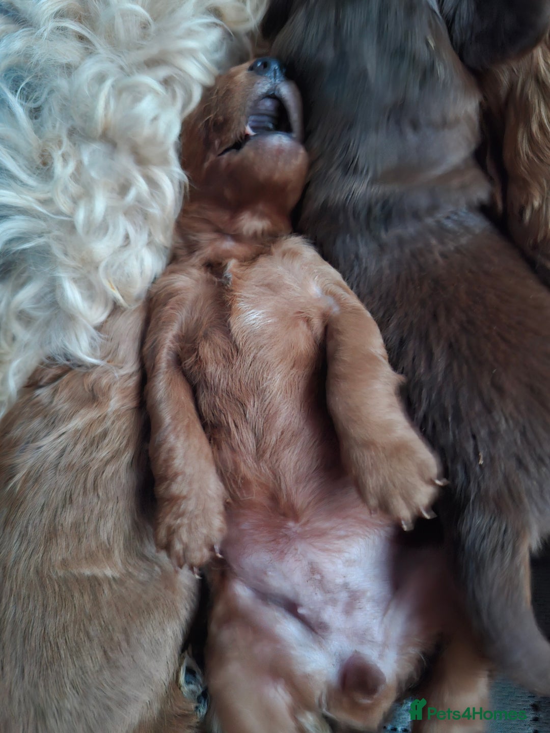Cockapoo dogs for sale: F2 Cockapoos Puppies Gloucester - Advert 14