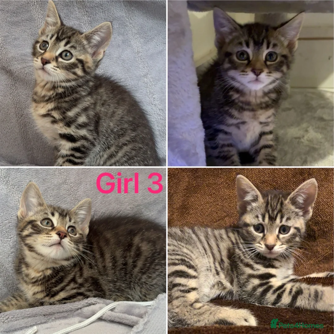 Mixed Breed cats for sale: British short hair mixed breed kittens.🩷 - Advert 5