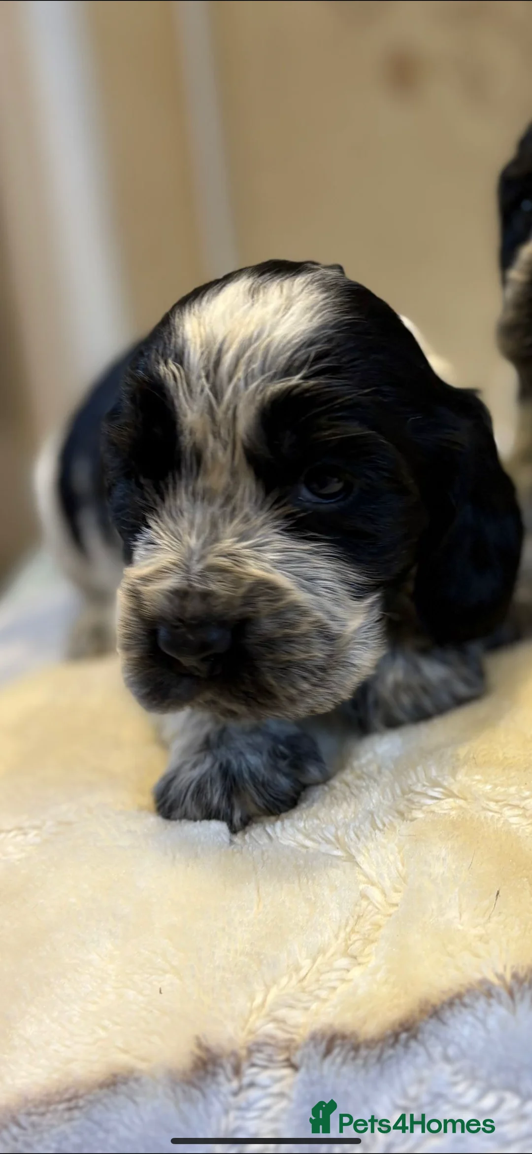 Cocker Spaniel dogs for sale: Cocker spaniel KC registered boy and girl - Advert 5