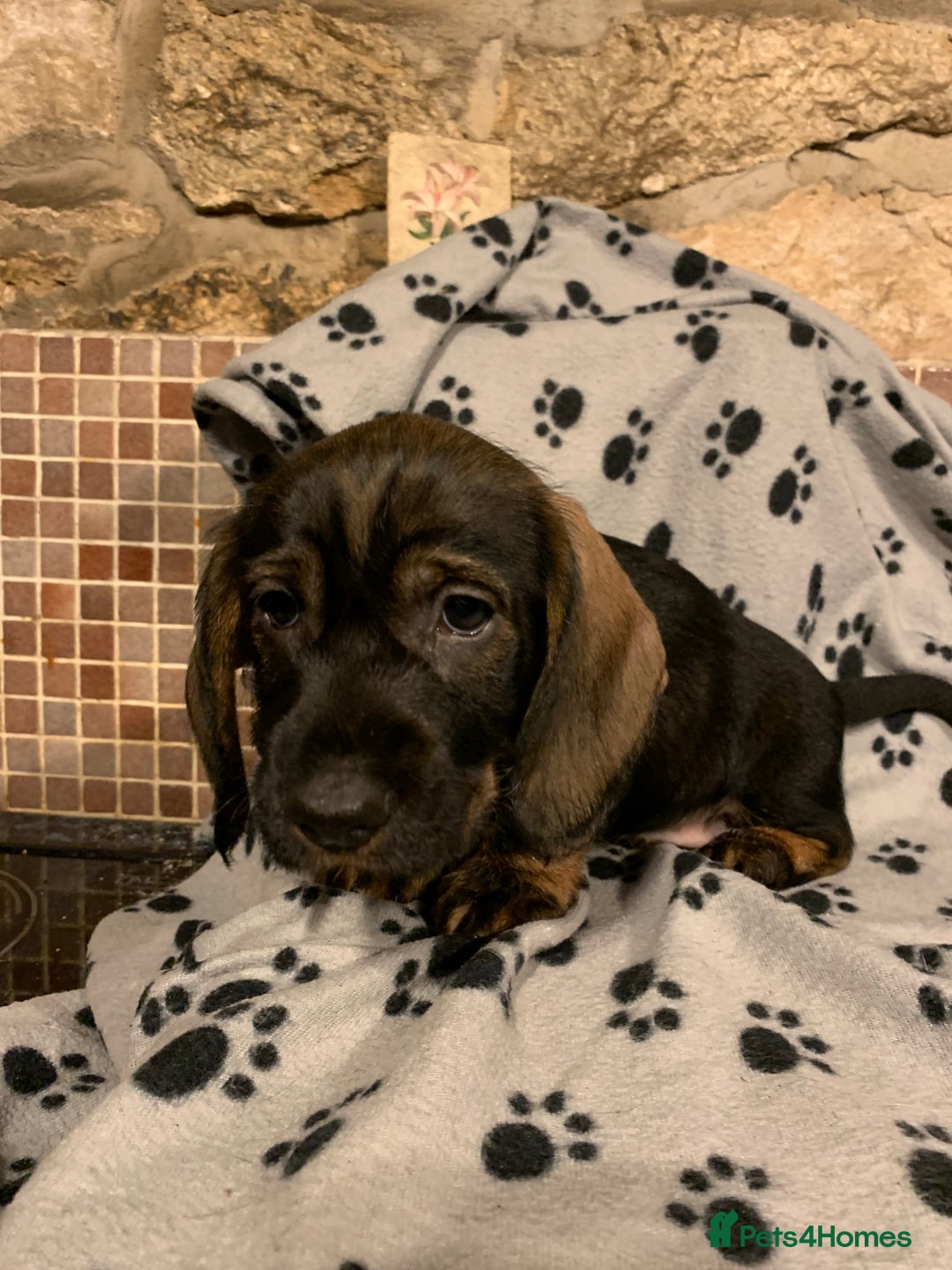 Dachshund dogs for sale: Standard wirehaired dachshund  - Advert 41
