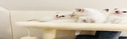 Ragdoll cats for sale: GCCF BEAUTIFUL RAGDOLL KITTENS  - Advert 3