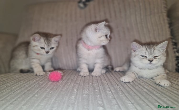 British Shorthair cats - Advert 13