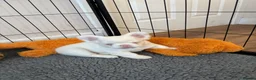 French Bulldog dogs for sale: Fluffy pink French bulldogs - Advert 4